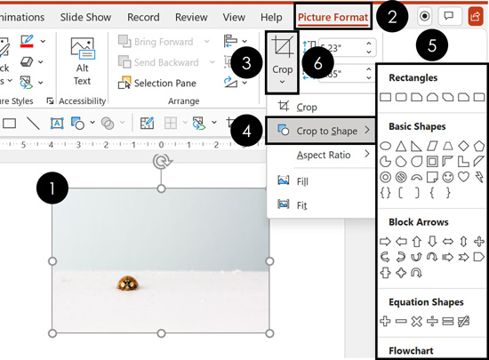 Use the Crop to Shape command in the Picture Format tab to crop an picture into a circle or other shape